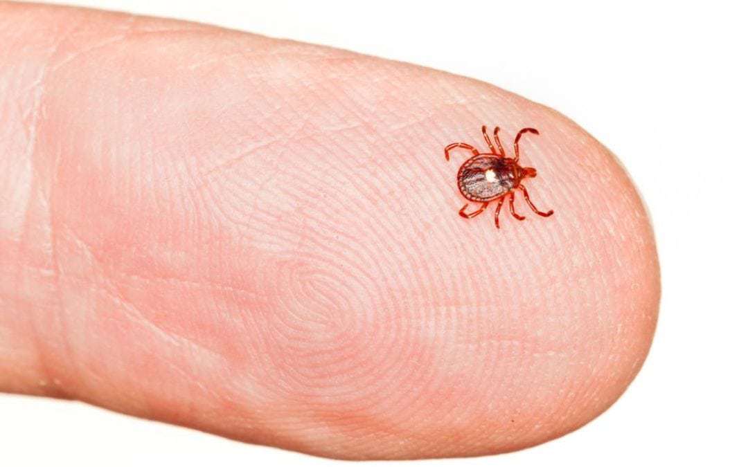 Alpha-gal allergy: What you need to know