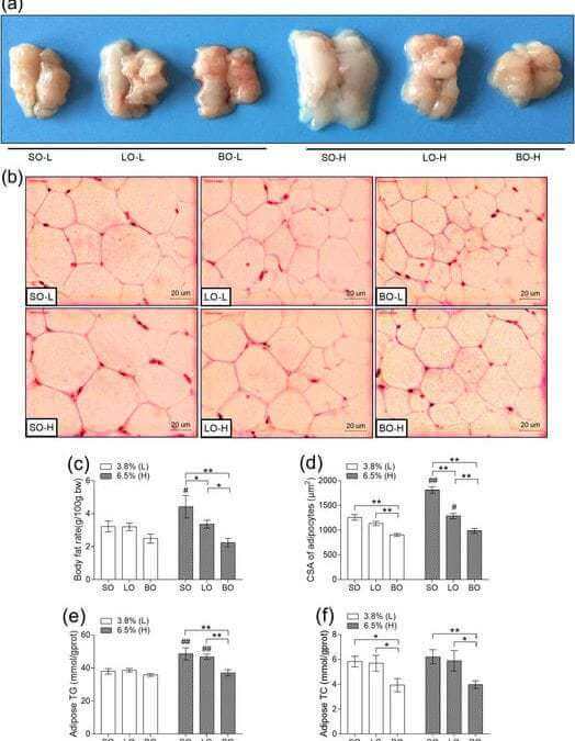Anti-obesity effect of a traditional Chinese dietary habit—blending lard with vegetable oil while cooking