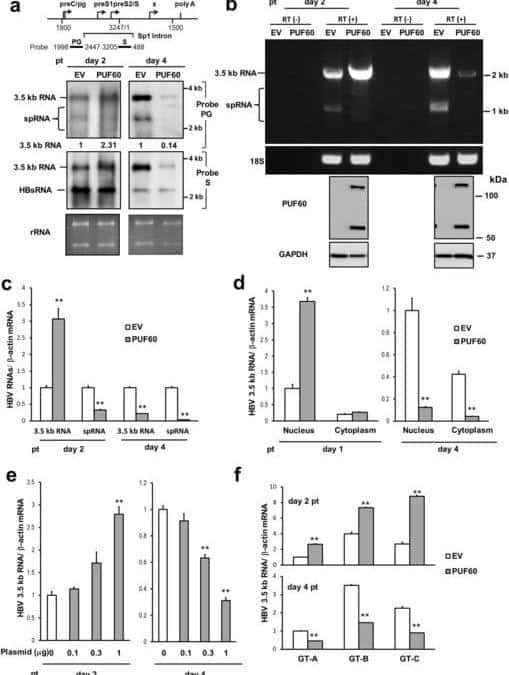 Involvement of PUF60 in Transcriptional and Post-transcriptional Regulation of Hepatitis B Virus Pregenomic RNA Expression