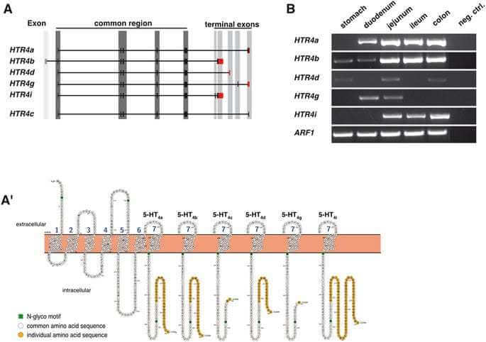 miR-16 and miR-103 impact 5-HT4 receptor signalling and correlate with symptom profile in irritable bowel syndrome