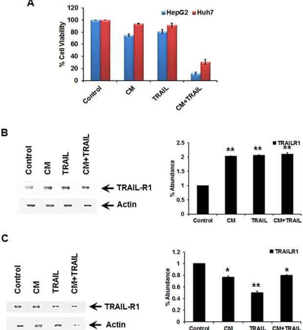 N-terminal gelsolin fragment potentiates TRAIL mediated death in resistant hepatoma cells