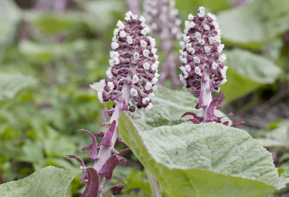 What are the health benefits of butterbur?