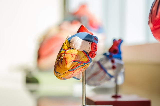 3D model of a human heart. 